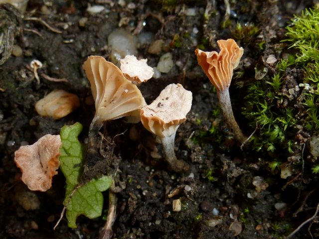 Marasmiellus tricolor, Dreifarbiger Zwergschwindling